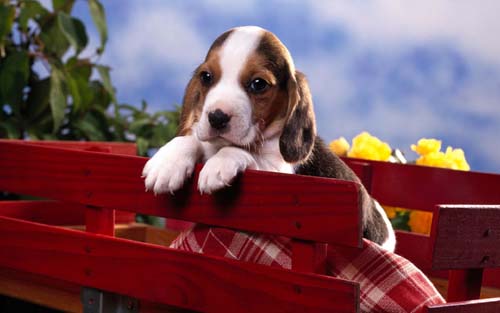 beagle_puppy-wide.jpg