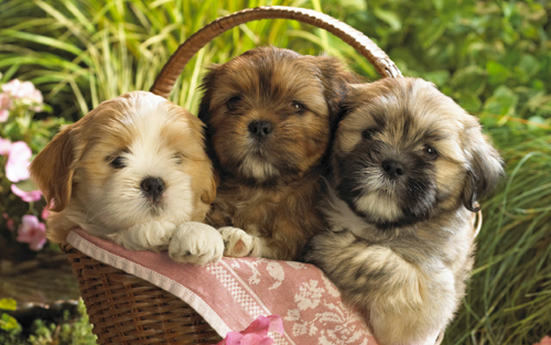 cute_puppies_2-wide.jpg