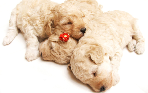 cute_sleeping_puppies-wide.jpg