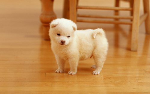 cutest_puppy-wide.jpg