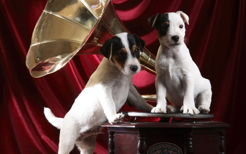 gramophone_pups-wide.jpg