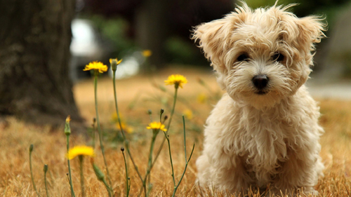 havanese_silk_dog-HD.jpg