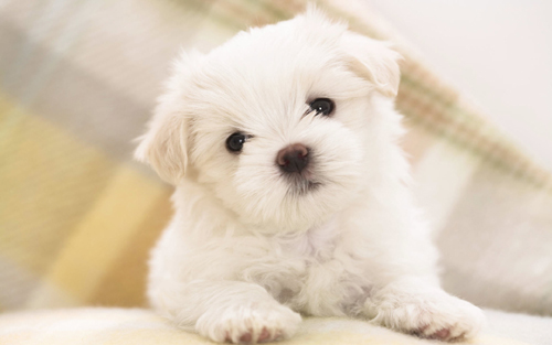 maltese_puppy-wide.jpg