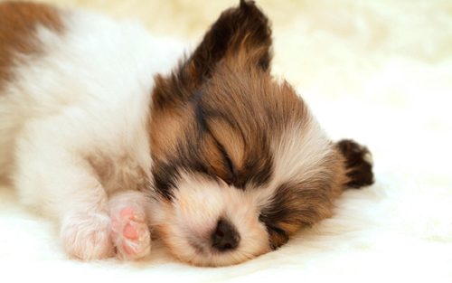 papillon_puppy-wide.jpg