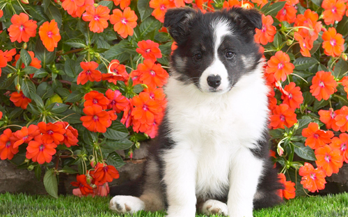 shetland_sheepdog_puppy-wide.jpg