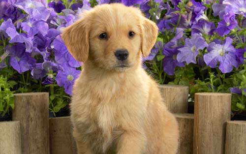 yellow_labrador_puppy-wide.jpg