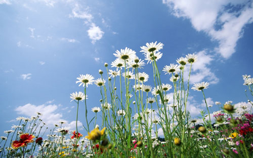 flowers_sky_glade 12.jpg