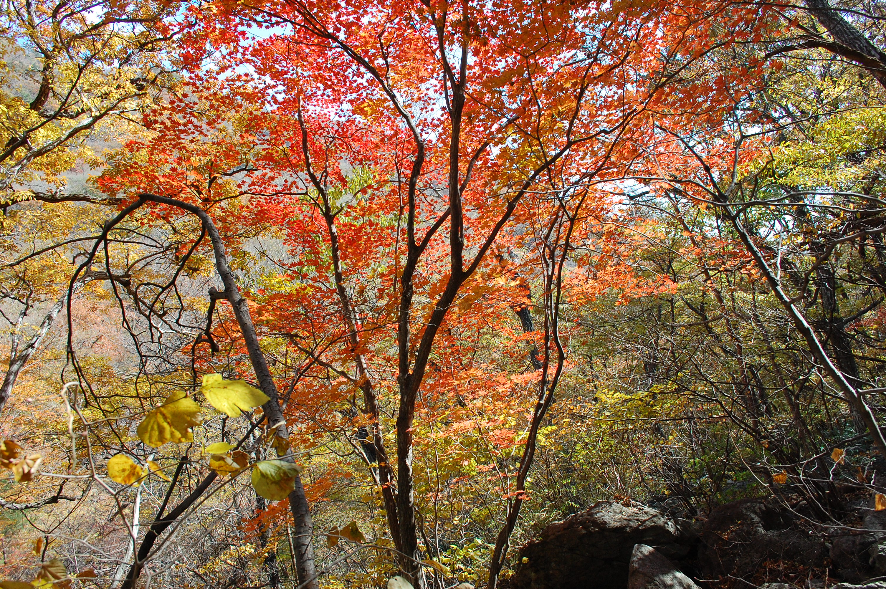 지리산10.11.06 095.JPG